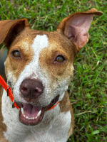 Adopter  chien : Albina