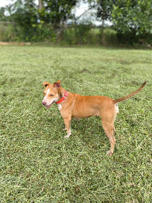 Adopter Albina