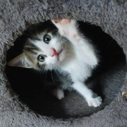 Adopter Bilbo
