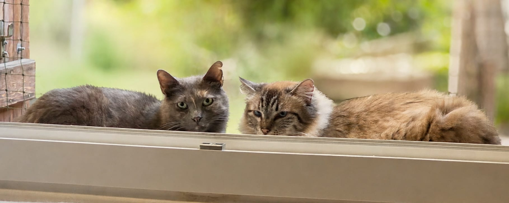 Adopter Princesse et arielle