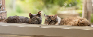 Adopter  chat : Princesse et arielle