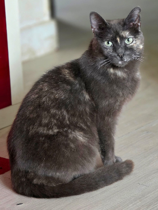 Adopter Princesse et arielle