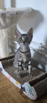 Adopter Tic