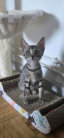 Adopter  chat : Tic