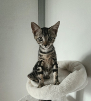 Adopter  chat : Tac