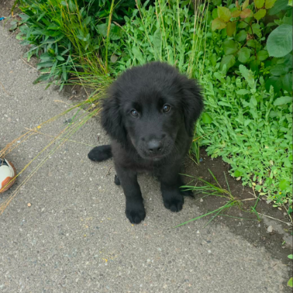 Adopter Flash