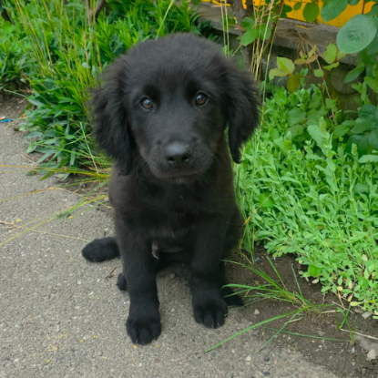 Adopter Flash