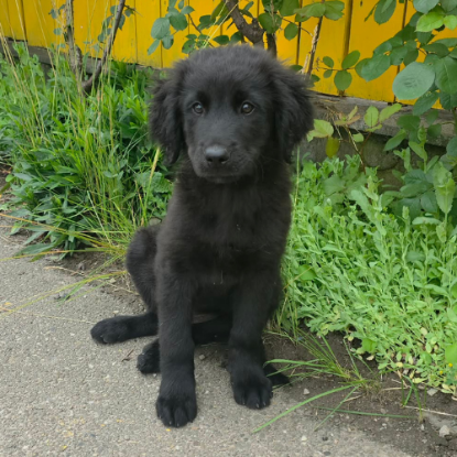 Adopter Flash