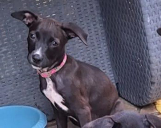 Adopter Arona