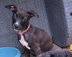 Adopter  chien : Arona