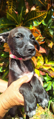 Adopter Arona