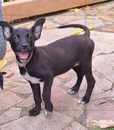 Adopter Arona