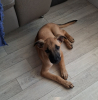 Zya