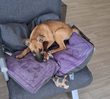 Adopter Zya