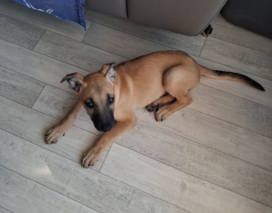 Adopter Zya