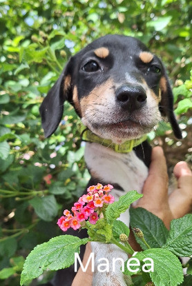 Adopter Manea