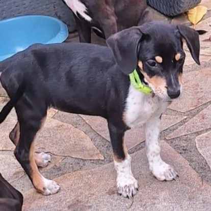 Adopter Manea