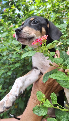 Adopter Manea
