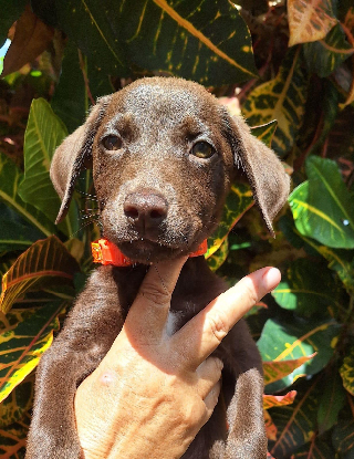 Adopter Lanie
