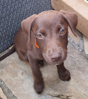 Adopter Lanie
