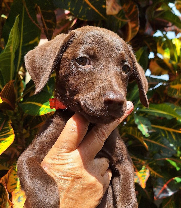 Adopter Lanie