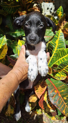 Adopter Kyana