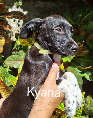Adopter Kyana