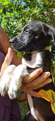 Adopter Kyana