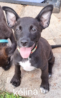Adopter Kelina