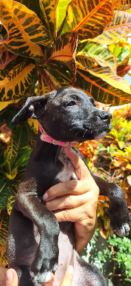 Adopter Kelina