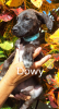Dowy