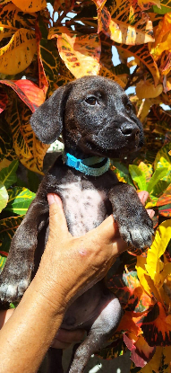 Adopter Dowy