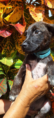 Adopter Dowy