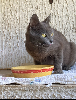 Adopter Dusty