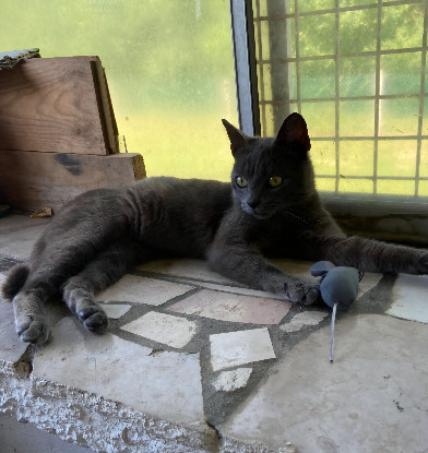 Adopter Dusty