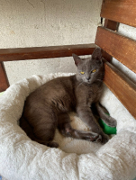Adopter  chat : Dusty