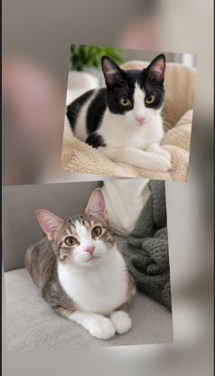 Adopter Youna et zelda