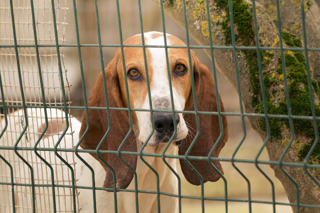 Adopter Balzac