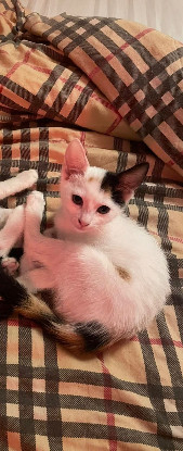 Adopter Mya