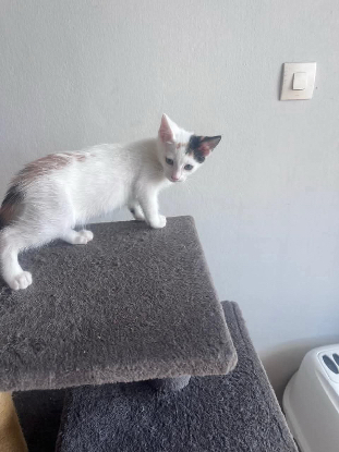 Adopter Mya