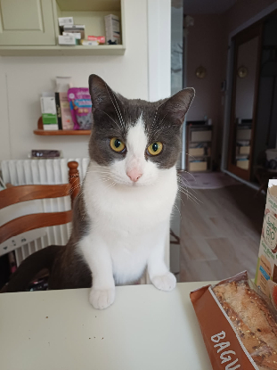 Adopter Joliecoeur
