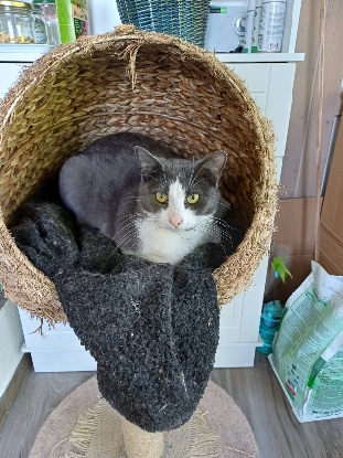 Adopter Joliecoeur