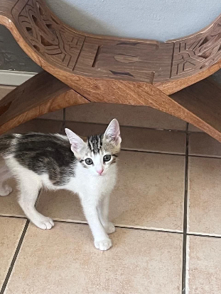Adopter Ronaldo