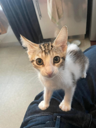 Adopter Ronaldo
