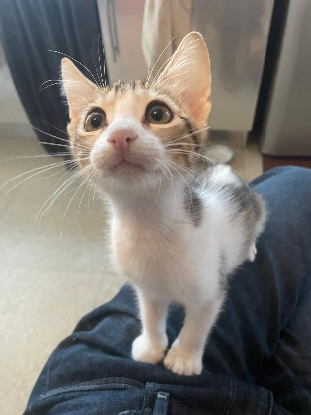 Adoption Ronaldo
