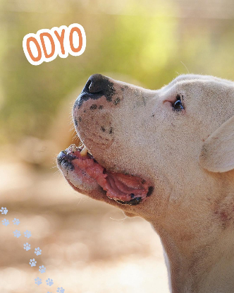 Adopter Odyo