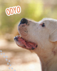 Odyo