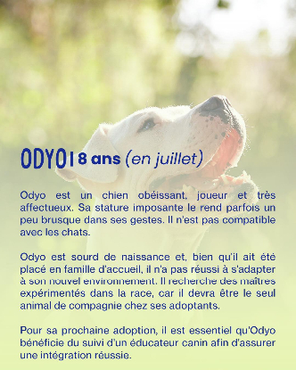 Adopter Odyo