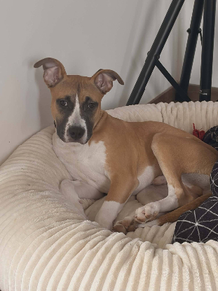 Adopter Adès