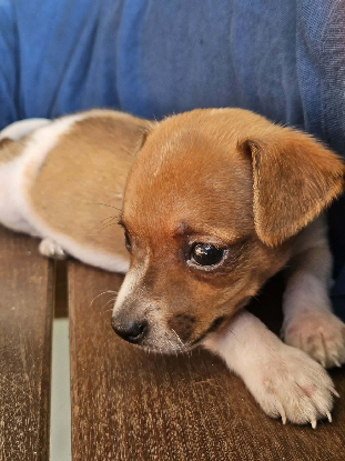 Adopter Fedor